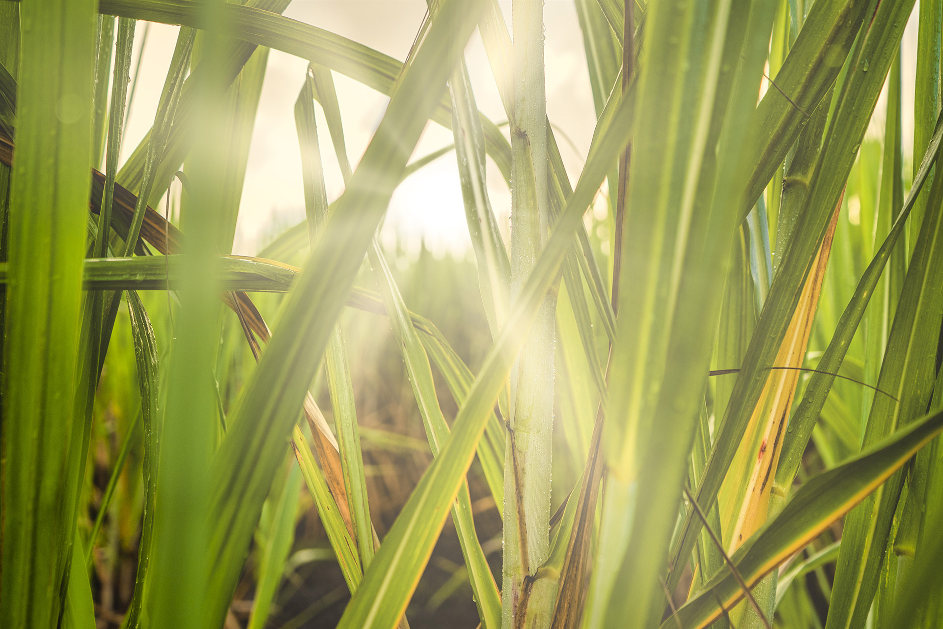 Agro-Industry